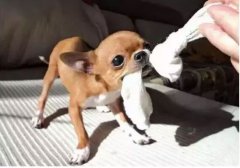  如何阻止狗狗亂咬家具？