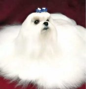 你不快樂嗎？那是因為你沒有養(yǎng)狗！