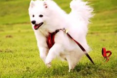狗狗教會我們的人生道理，你做到了嗎？