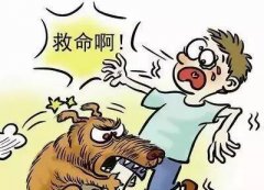 如遇惡犬咬人該怎么辦？這些知識(shí)也許能救命！
