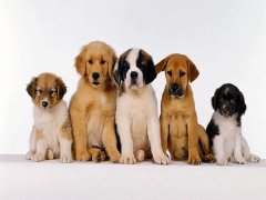 擁有“招狗體質”是種什么樣的體驗？