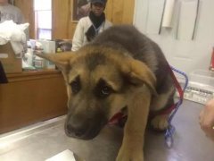 狗狗這么信任你，你怎么可以騙狗狗？！