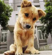 你眼中的土狗，它是我的家人！