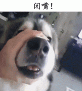 自從養(yǎng)了狗，撿屎官們就多了這些口頭禪……