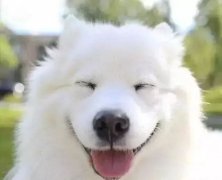 你是什么時(shí)候被你家狗撩到的？