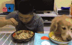 如果你家也有只吃貨狗狗，這點(diǎn)一定要注意！
