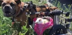 動物間沒有真感情？這只狗狗表示不服！