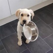 到了飯點不喂狗，你可知道后果的嚴(yán)重性？