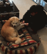和狗狗說話恰恰說明你很聰明！
