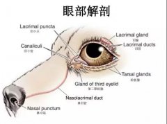 狗狗眼里常含淚水，是為愛感動嗎？