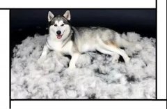 毛質(zhì)差、過度脫毛？華興重磅推出犬美毛處方糧