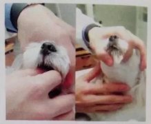 狗狗喂藥小技巧！ 華興寵物食品