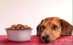 狗狗不想吃狗糧的原因有哪些？ 華興寵物食品