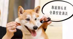 重口味的狗狗愛(ài)啃腳？注意！這可能不是怪癖而