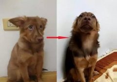 狗知道自己是狗嗎？
