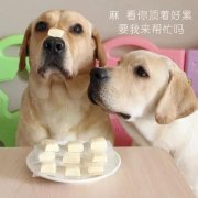 狗狗是否需要補(bǔ)鈣？補(bǔ)鈣應(yīng)注意什么？ 華興寵物