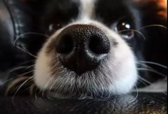 狗狗鼻子干是生病了嗎？
