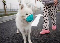 疫情下，如何保證寵物的安全？