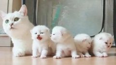 貓咪一生要經(jīng)歷的六個階段，你家貓?zhí)幱谀膫€時期？