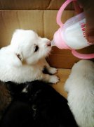剛出生的小狗如何人工喂養(yǎng)？