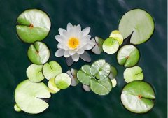 夏至丨夏花燦爛，愛(ài)至美好
