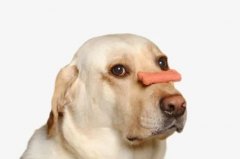狗狗不愛吃飯的八大原因都在這里了！