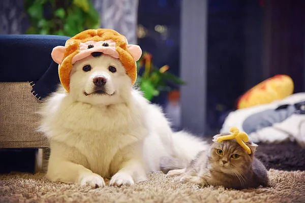 過年啦，家里的貓貓狗狗你是怎么安排的呢？快來看看
