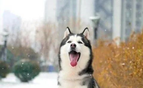 狗狗愛叫怎么辦？這六招，教給你