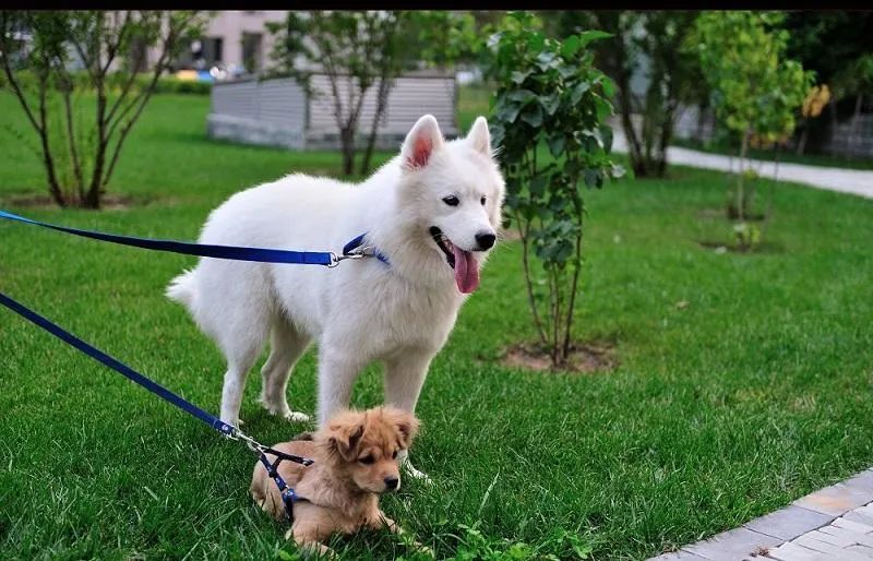為什么有的狗狗喜歡挖坑？