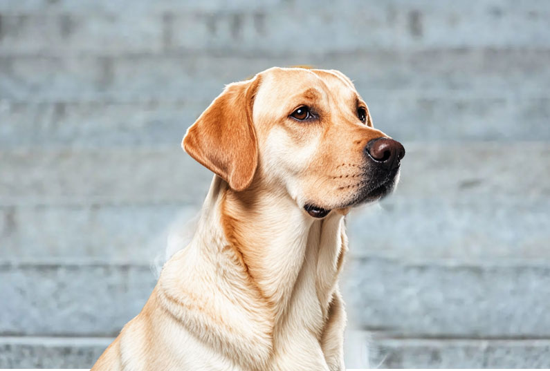 拉布拉多犬好養(yǎng)嗎？看完它的優(yōu)缺點你就知道了
